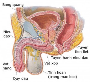 benh-viem-tuyen-tien-liet-co-nguy-co-tre-hoa-a5e3c