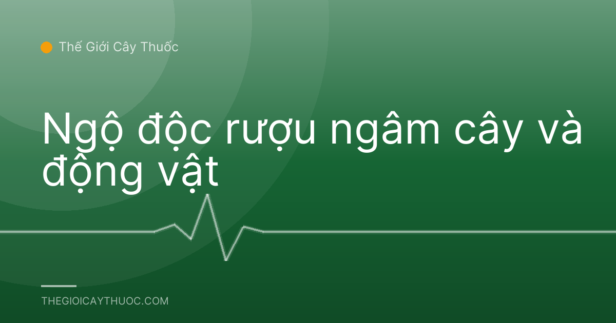Ngộ độc rượu ngâm cây và động vật